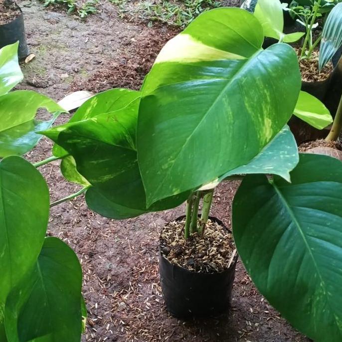 (Allthebest) Tanaman Sirih Gading Daun Besar - Sirih Gading Jumbo