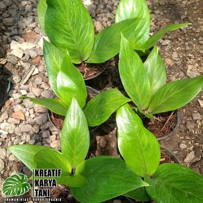 Tanaman hias anthurium jemani cobra catalog - Jemani kobra katalog