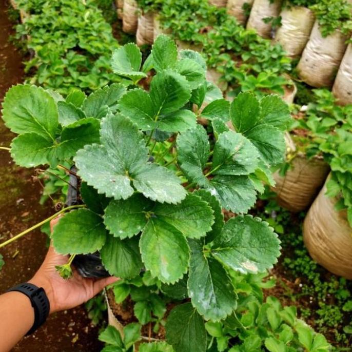 Bibit Strawberry JUMBO Sagahonoka