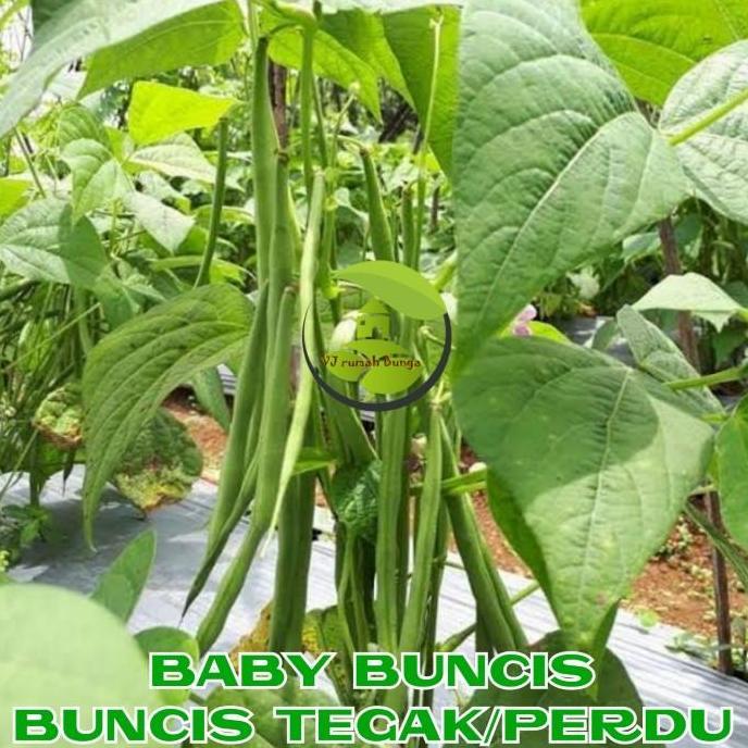 Benih Buncis Tegak Buncis Kenya Buncis Gypsi