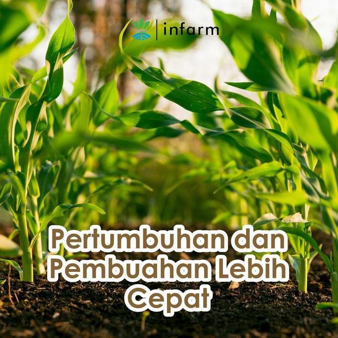 Grdwill- Infarm - Pupuk Buah, Sayur, Dan Miracle Powder Poc Paket Pelebat Bunga Dan Buah Infarm Pupu