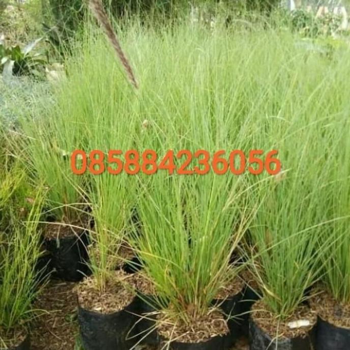 Tanaman ekor kuda - alang alang buntut kuda - love gress