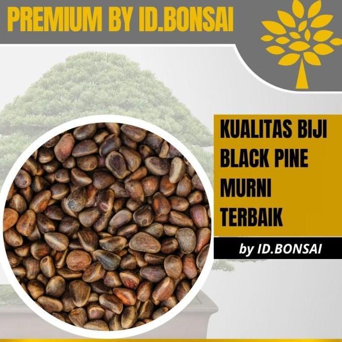 Biji Bonsai Japanese Black Pine PREMIUM