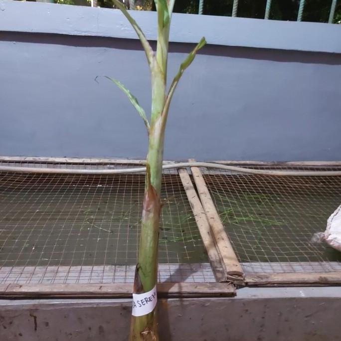 bibit pisang raja sereh super