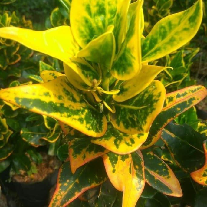 tanaman hias puring koin - puring jengkol - puring koin