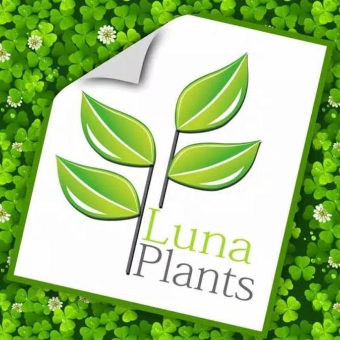 aglonema sultan brunei / tanaman hias aglonema sultan brunei bibit