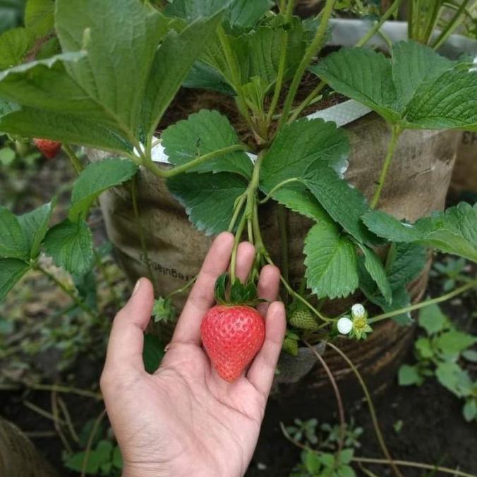 Bibit Strawberry JUMBO Sagahonoka