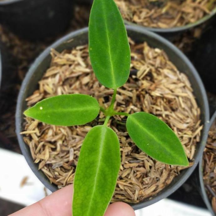 anthurium warocqueanum lidah gajah