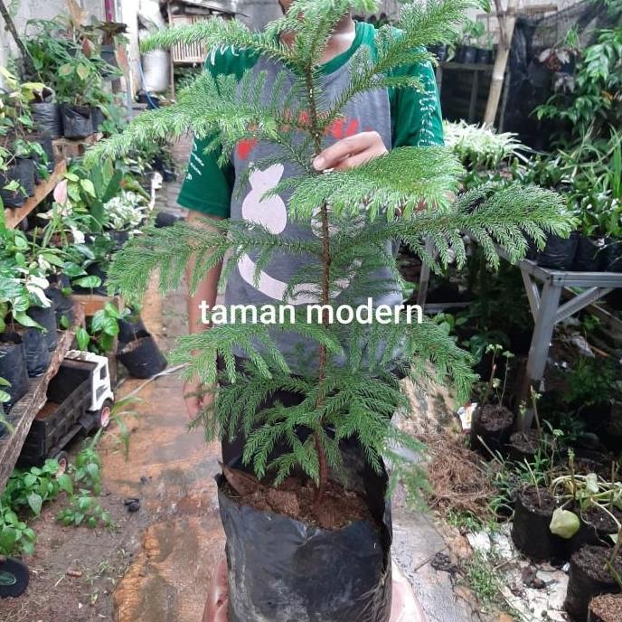 POHON CEMARA NORFOLK-tanaman cemara norfolk