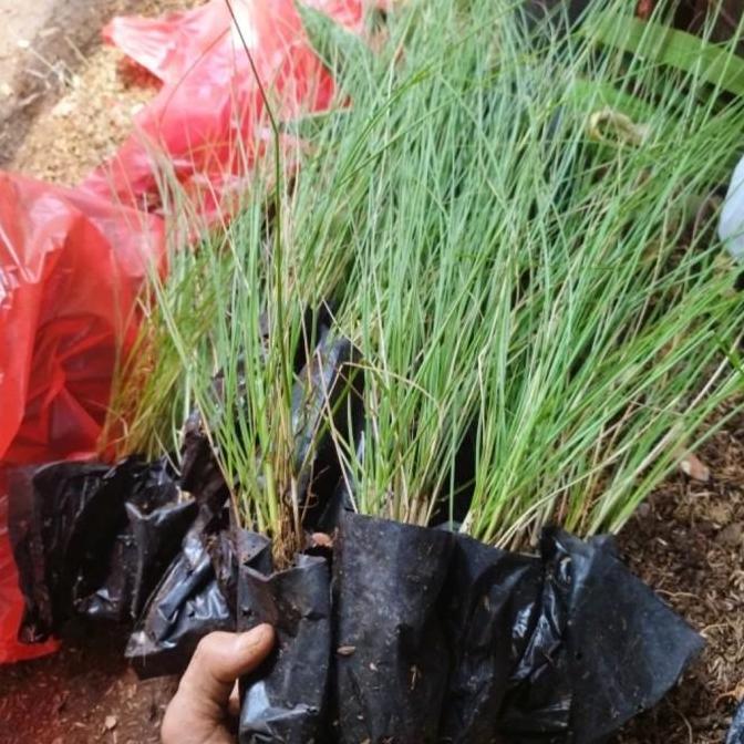 Tanaman ekor kuda Pohon buntut kuda Alang Alang buntut kuda love grass