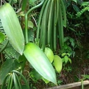 bibit vanili stek vanili planifolia