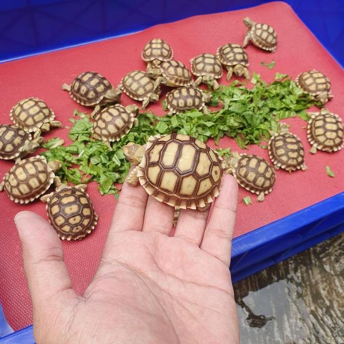banokilo_ecer - m sulcata kura-kura darat sulcata / sulcata baby 5-6cm