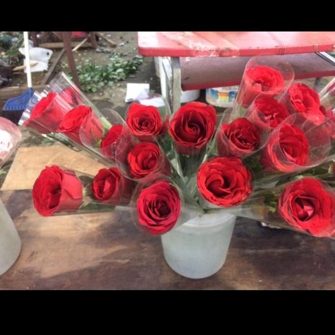 bunga mawar asli 1 tangkai TH