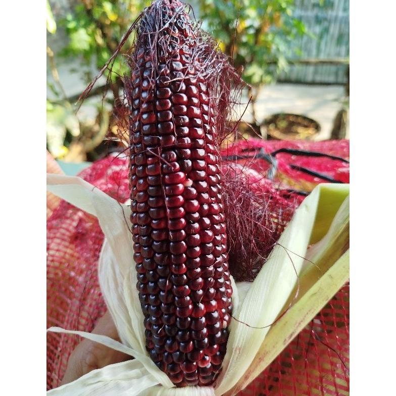 RB Jagung Ketan Ungu 1kg
