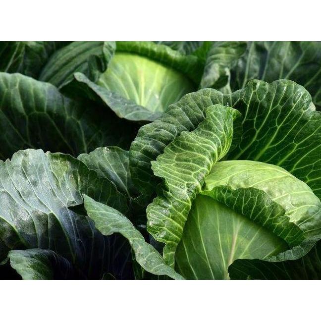 Grdx- Benih / Bibit Kubis Hibrida ( Takada - Kny - 04 )