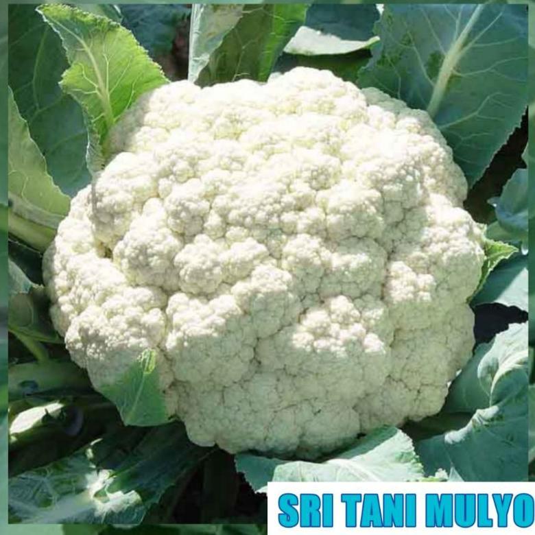 Bisa Cod 25 Biji - Benih Kol Aquina F1 Cap Panah Merah - Bibit Tanaman Sayur Sayuran Bunga Kol Kubus