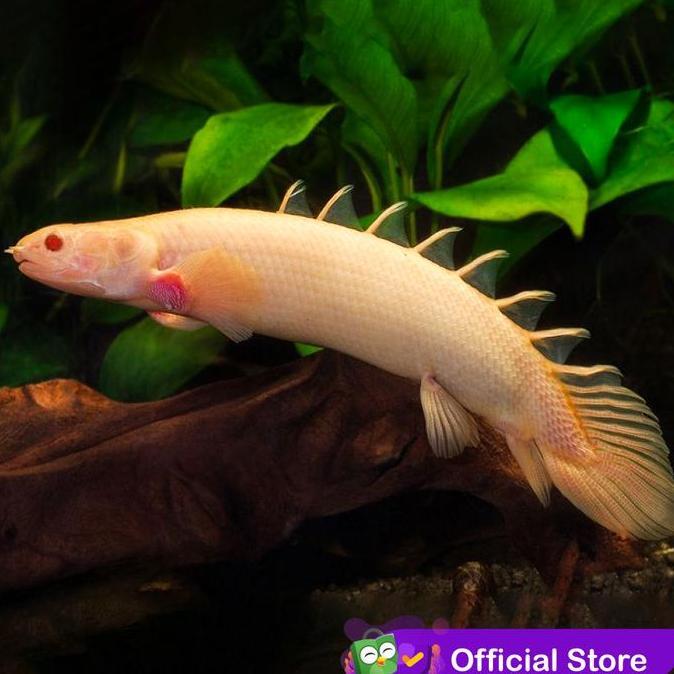 Fishboy- Albino Palmas - Naga Air Tawar / Ikan Predator / Ikan Hias Aquascape