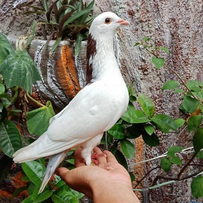 Bridwoi- Burung Dara Burung Merpati Hidup Jantan Dewasa Super Top Grade