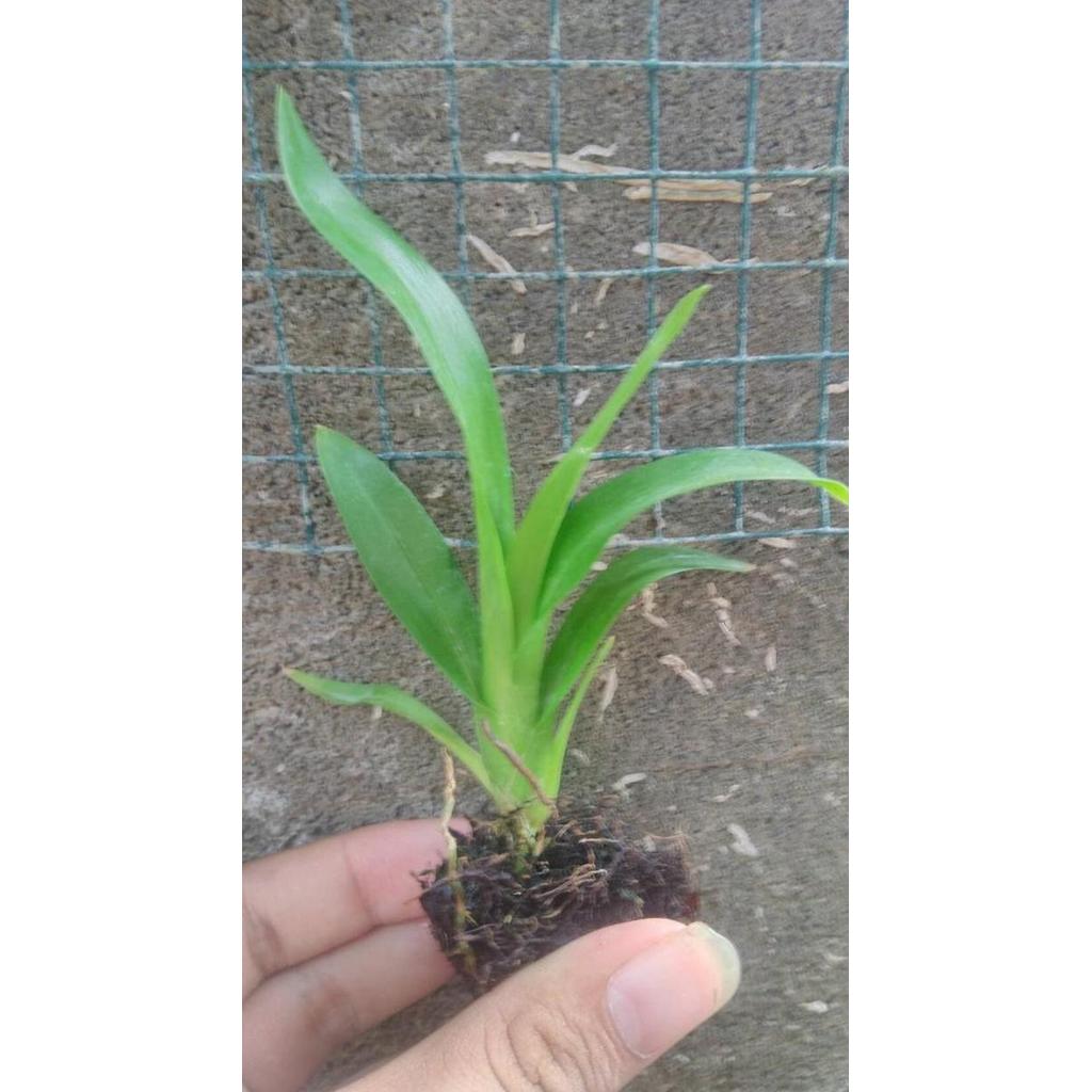 Seedling Anggrek Grammatophyllum Scriptum