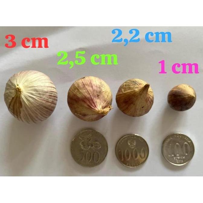 Backto- Bawang Putih Tunggal/Bawang Lanang Tunggal Import Jumbo 1Kg