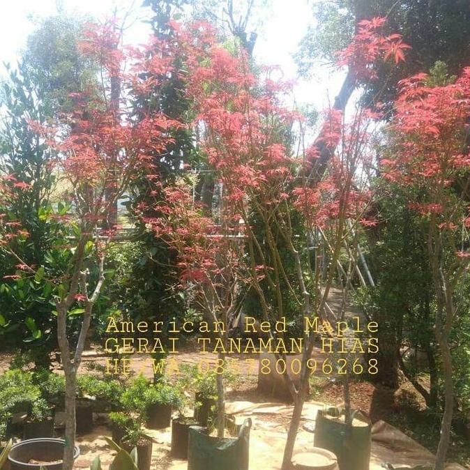 Terlaris Pohon American Red Maple/Maple Amerika Daun Merah