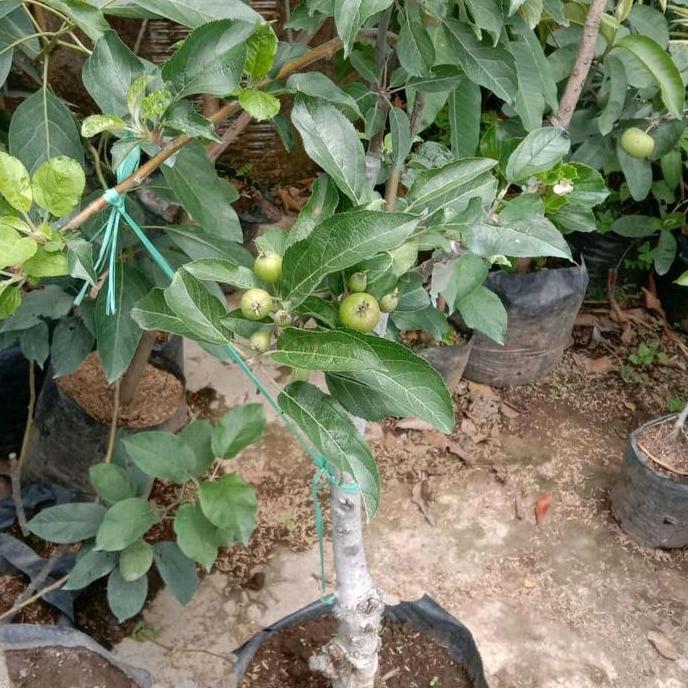 Terlaris Tanaman Apel Fuji - Pohon Apel Fuji Valid - Tanaman Pohon Apel Fuji Berbuah