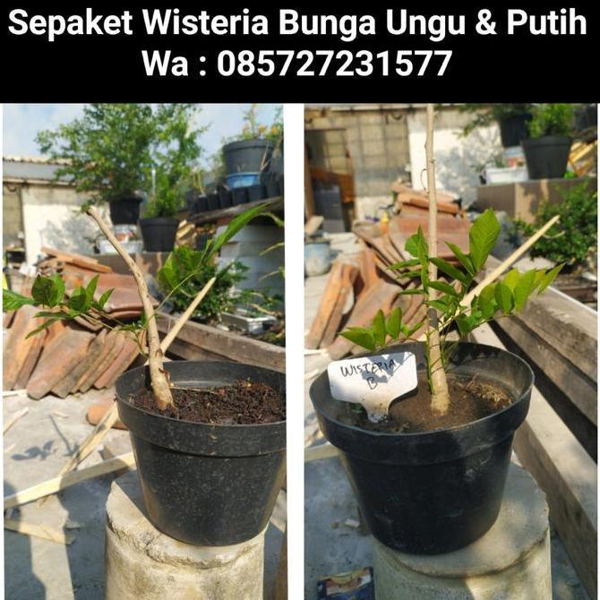 Terlaris Paket 2 Pohon Wisteria Bunga Ungu Dan Wisteria Bunga Putih