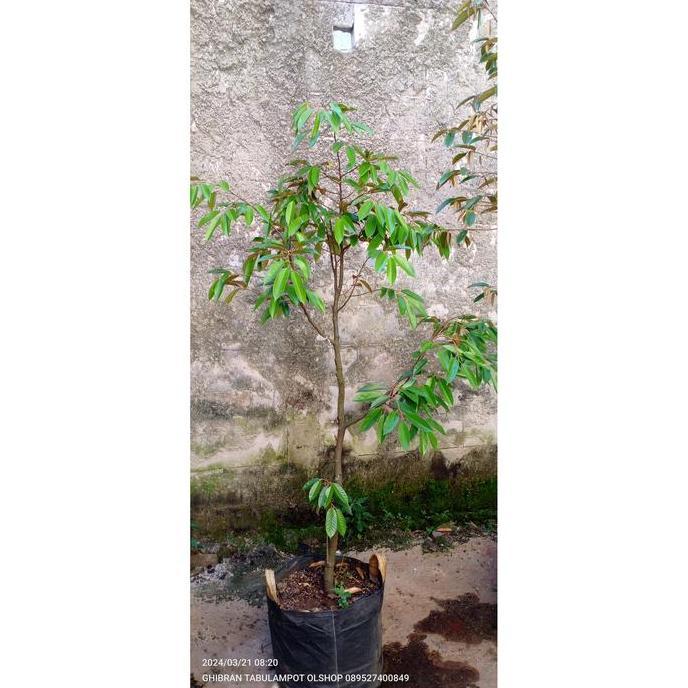 Terlaris Pohon Siap Berbuah / Paketan Pohon Siap Berbuah