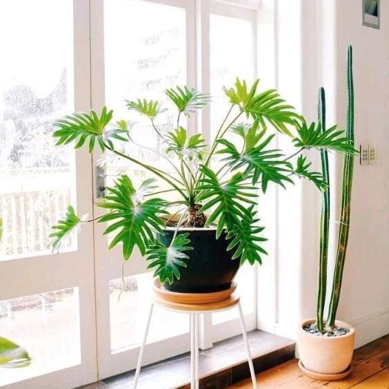 Terlaris Tanaman Hias Philodendron Xanadu Dewasa Bunga Hias Philodendroon