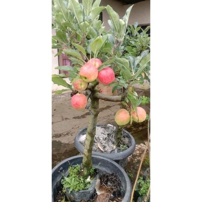 Terlaris Pohon Apel Fuji Berbuah - Bibit Pohon Apel Fuji Valid - Bibit Apel Red Berbuah