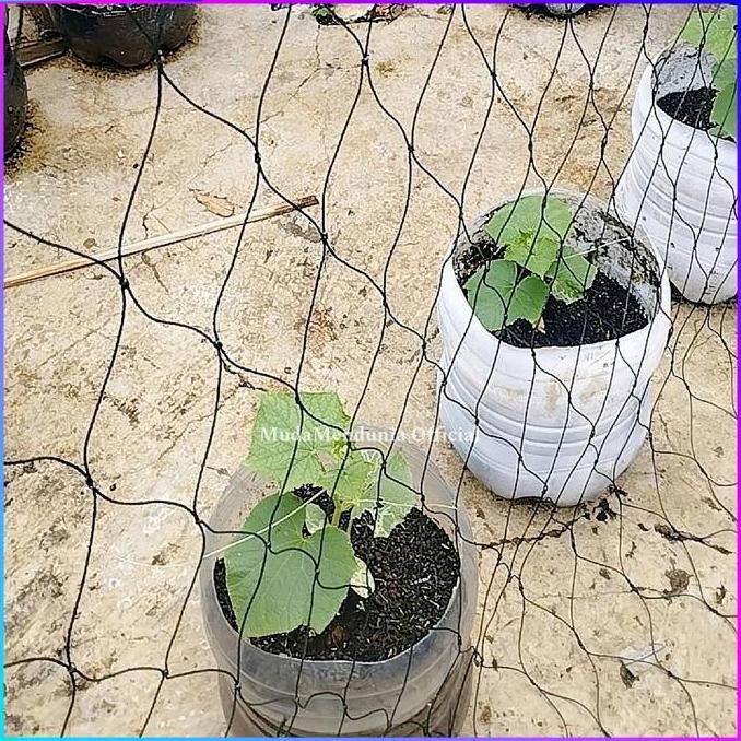 JARING TANAMAN RAMBAT PERMETER MURAH