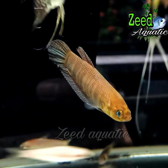 ikan hias Wild Betta Bellica Simorum Cupang Alam