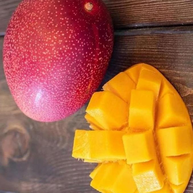 Bibit Mangga Miyazaki Tinggi 1 Meter Up Batang Besar