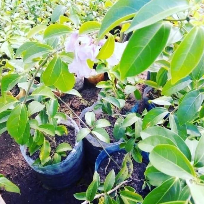 tanaman bunga garlic vine