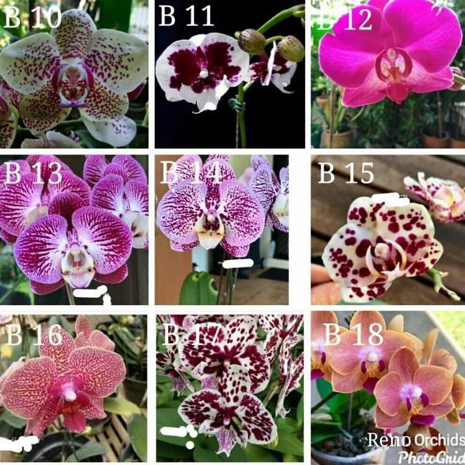Bibit Botol Anggrek Bulan atau Phalaenopsis hybrid
