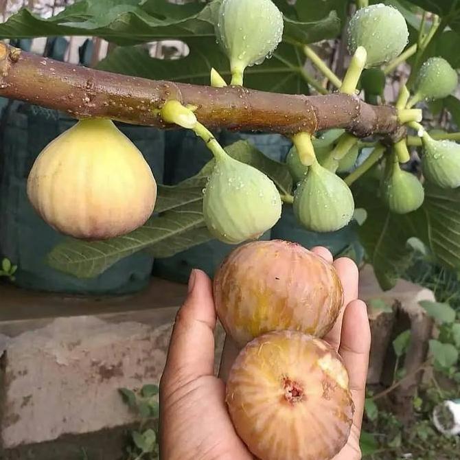 tanaman buah tin/bibit tanaman buah tin