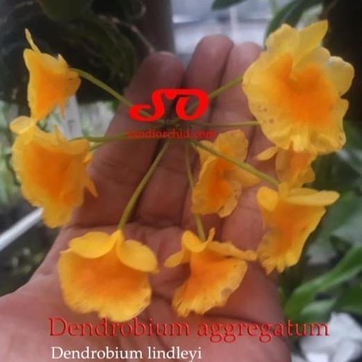 Dendrobium agregatum