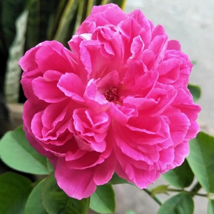 tanaman bunga mawar kampung PINK WANGI