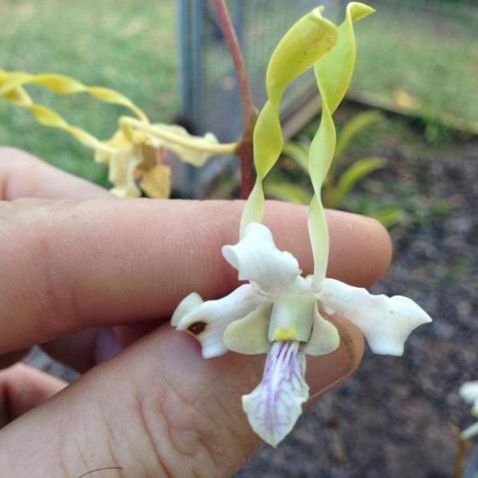 [ REMAJA ] Dendrobium antennatum