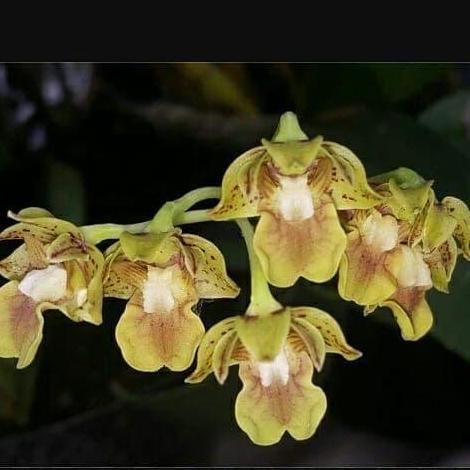 [ DEWASA ] Dendrobium bifalce Si Cantik Koleksi Wajib Pecinta Anggrek Spesies