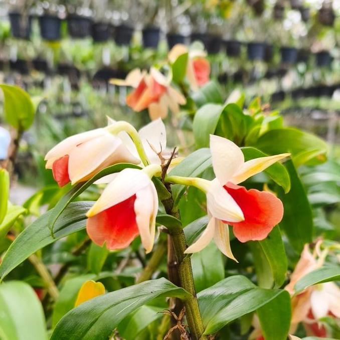 [ DEWASA ] Dendrobium Frosty Dawn "Orange"