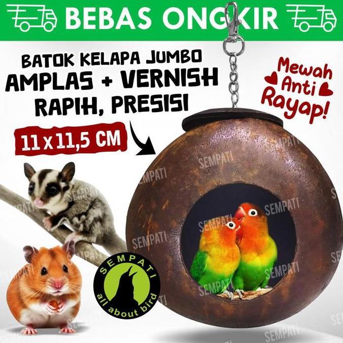 Kicaudor- Glodok Batok Rumah Sarang Bertelur Burung Lovebird Kenari Ciblek Pleci