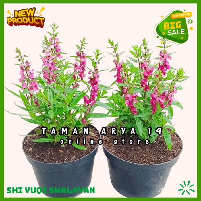 TANAMAN HIAS BUNGA LAVENDER ANGELONIA BERBUNGA BIJI BENIH TANAMAN BUNGA BAHAN BERKUALITAS 