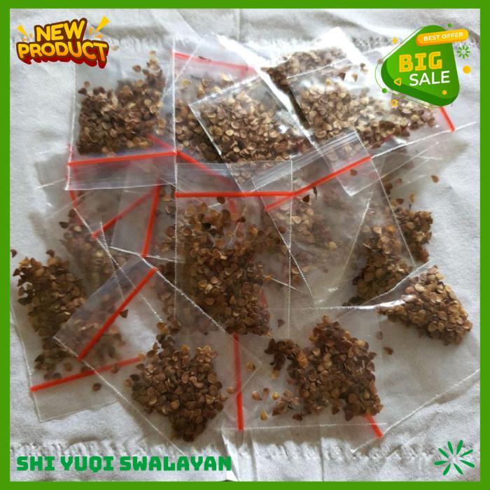 100 BIJI BUNGA SANTOS LEMON TUA DI POHON BIJI BENIH TANAMAN BUNGA BEST SELLER 