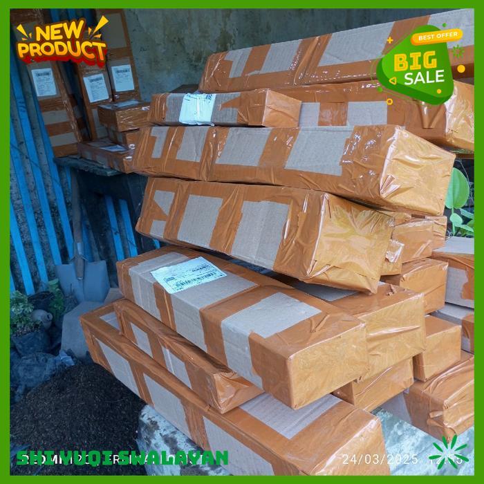 TANANAN HIAS BUNGA YOLANDA BUNGA 8 TANAMAN HIAS BIJI BENIH TANAMAN BUNGA BEST QUALITY 