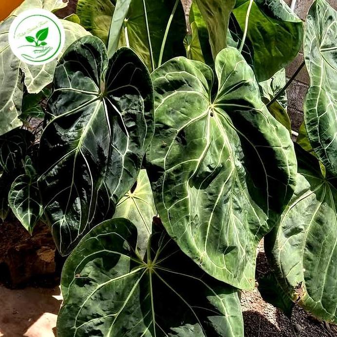 tanaman hias anthurium kuping gajah JUMBO anthurium murah