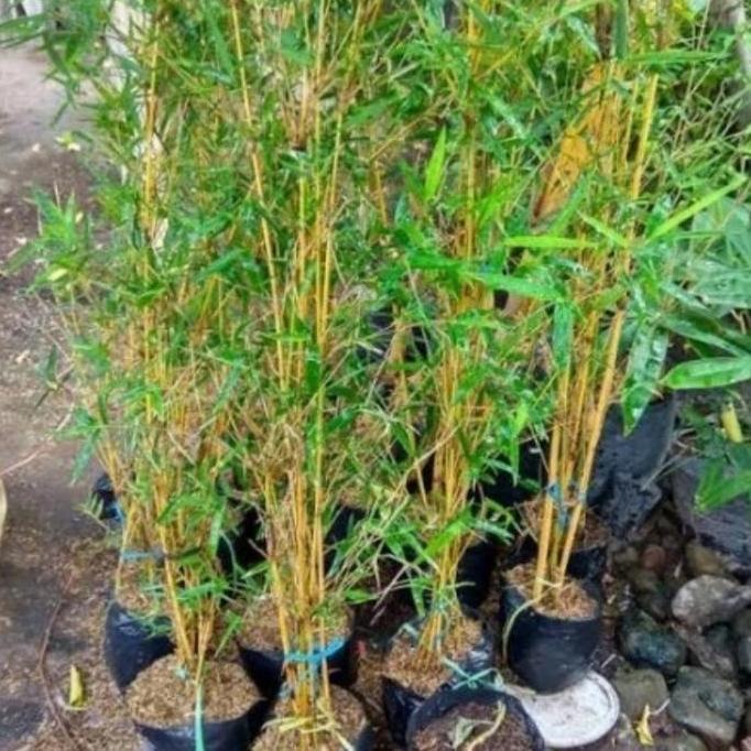 pohon pring kuning /bambu kuning/tanaman bambu kuning