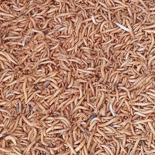 NEW ULAT HONGKONG HIDUP 1 KG BEST