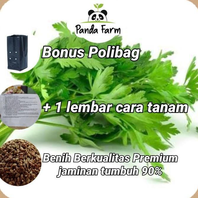 isi 50 biji benih bibit Seledri Super Import Asia