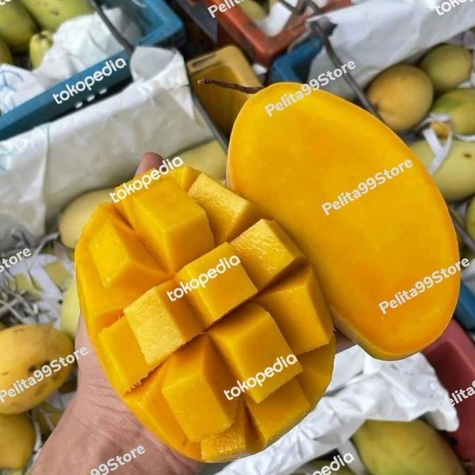 TERLARIS - MANGGA HARUM MANIS THAILAND DOK MAY MATANG POHON